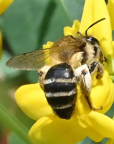 Andrena flavipes